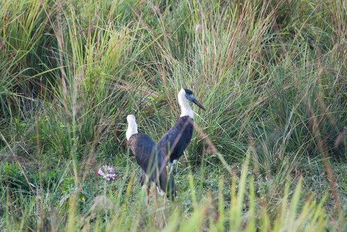 iNaturalist image