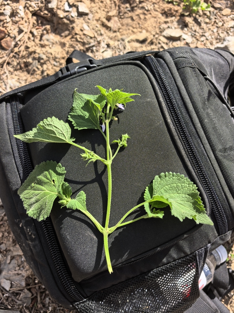 Isodon flabelliformis