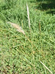 Bothriochloa torreyana