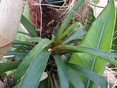 Guzmania sanguinea