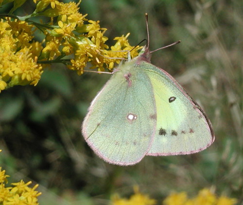 cloudedsulphur