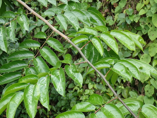 Pterocarpus officinalis observed 2026-07-07