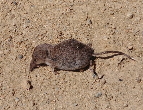 Ornate Shrew