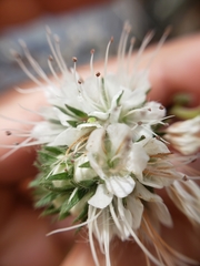 Phacelia imbricata imbricata