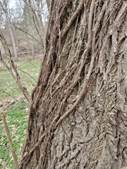 Parthenocissus quinquefolia