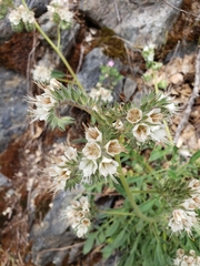 Phacelia imbricata imbricata