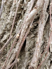 Parthenocissus quinquefolia
