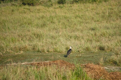 iNaturalist image