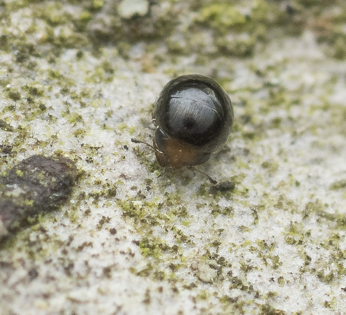 Cybocephalus