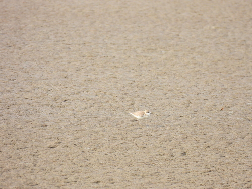 iNaturalist image