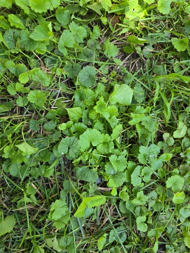 ground-ivy
