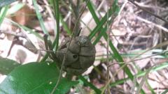 Disholcaspis spongiosa