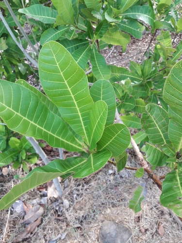 Anacardium excelsum - Whole tree