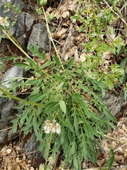 Phacelia imbricata imbricata