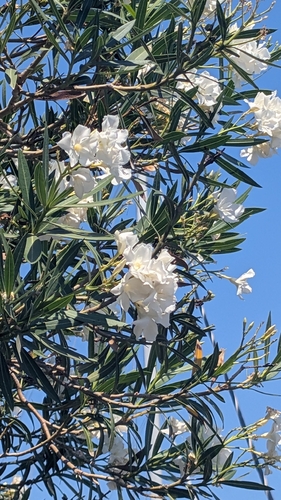 oleander