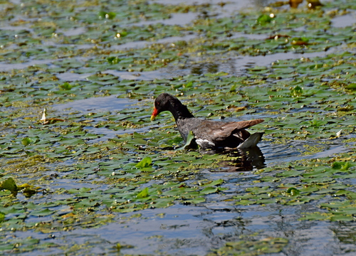 Common Moorhen