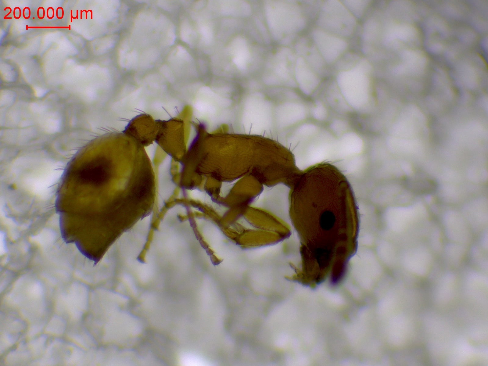 Temnothorax strymonensis