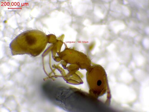 Temnothorax strymonensisTemnothorax strymonensis