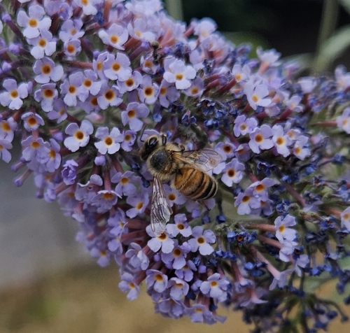 Western Honey Bee