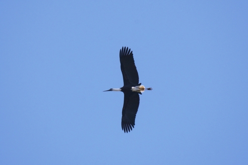 iNaturalist image