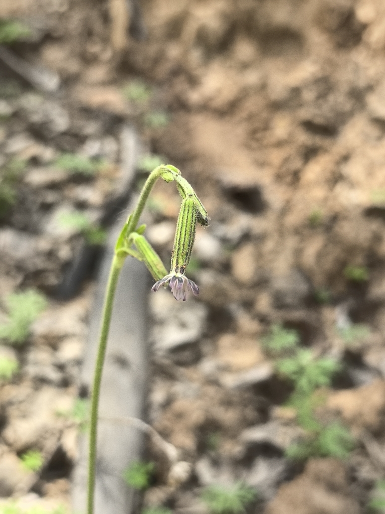 Silene huguettiae