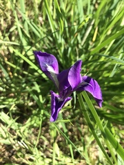 Iris tenax tenax