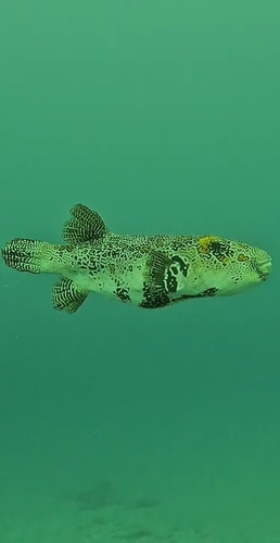 Map Puffer