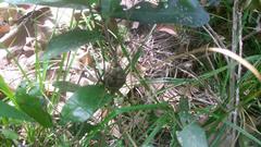 Disholcaspis spongiosa