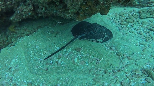 Blotched Fantail Ray