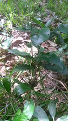 Disholcaspis spongiosa