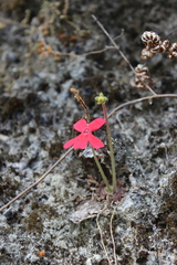 Pinguicula laueana