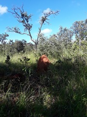 Cornitermes cumulans