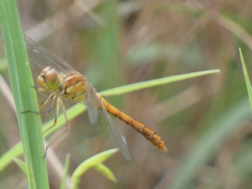 Southern Darter