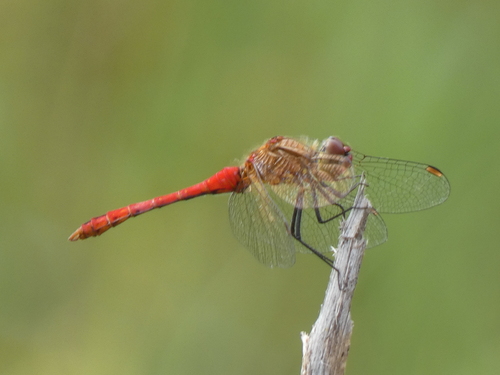 Ruddy Darter