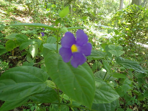 Thunbergia erecta