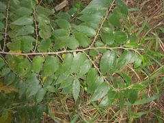 Trema micrantha