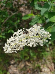 Ceanothus integerrimus macrothyrsus