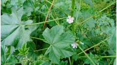 Malva parviflora parviflora