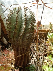 Euphorbia horrida