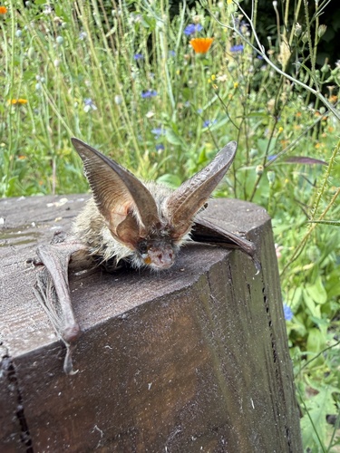 Grey Long-eared Bat, Euskirchen, DE-NW, DE, photo 5 of 10