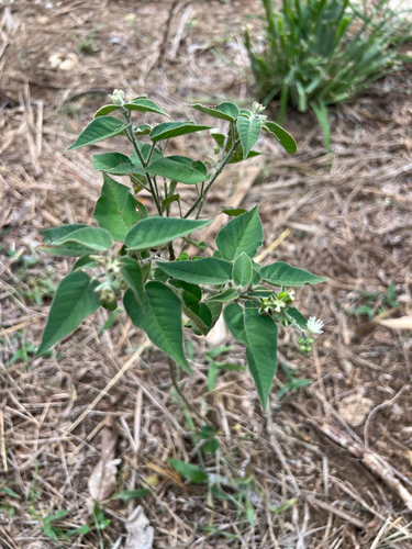 Pepperbush
