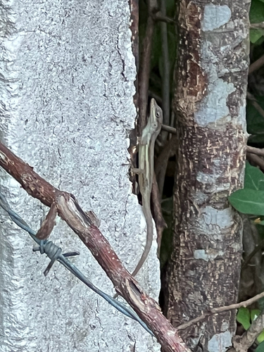 Bluefields Anole