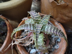 Orthophytum gurkenii