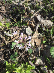 Cardamine douglassii
