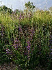 Salvia pratensis