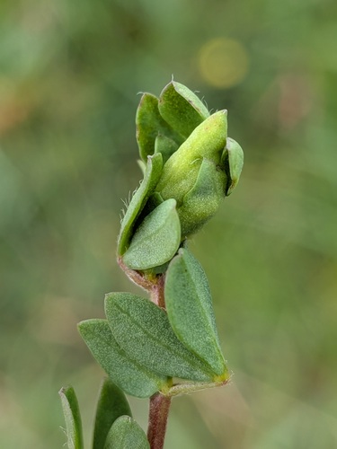 Jaapiella loticola