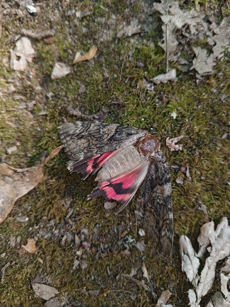 Großes Eichenkarmin