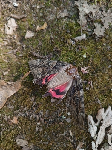 Dark Crimson Underwing