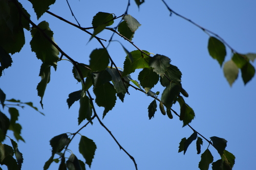 Betula celtiberica