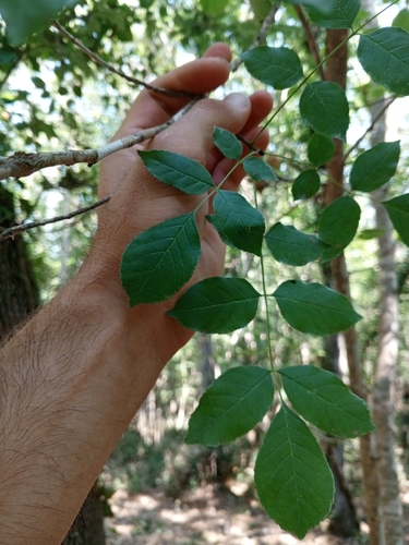 Manna ash